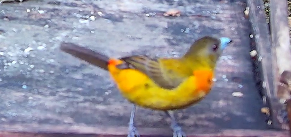 Flame-rumped Tanager