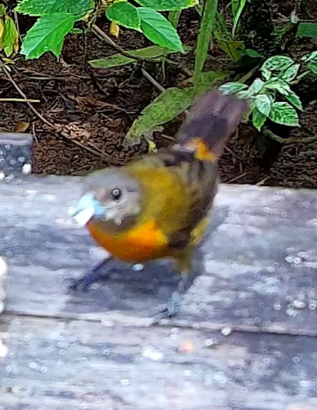 Flame-rumped Tanager
