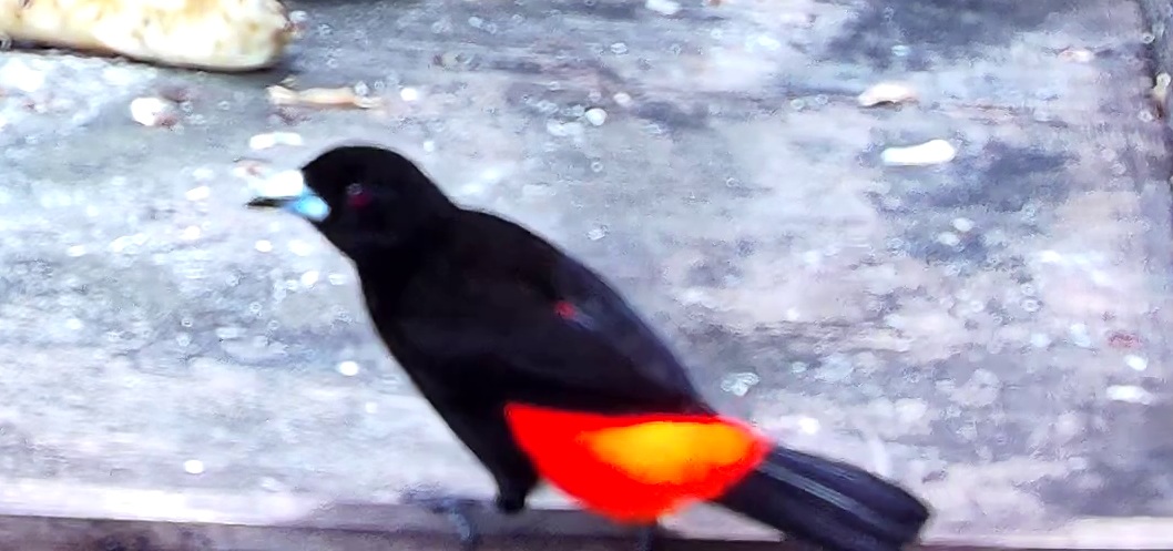 Flame-rumped Tanager