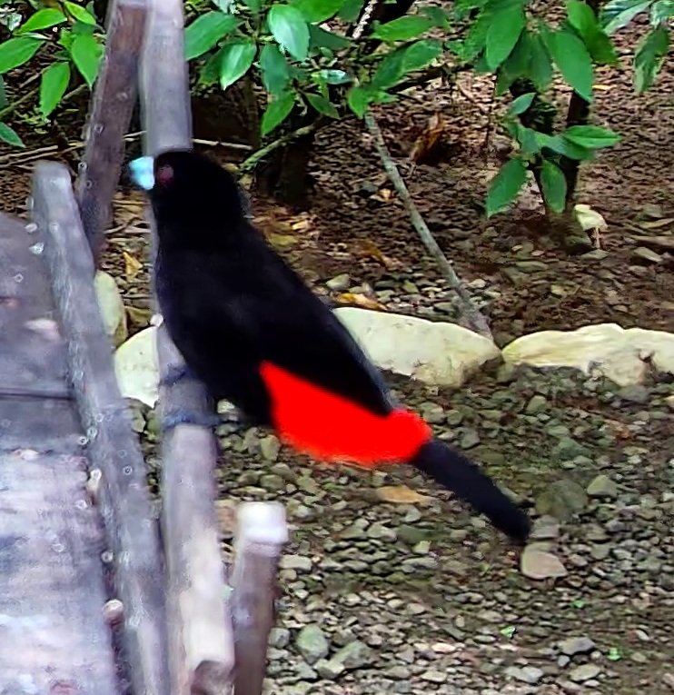 Crimson-backed tanager
