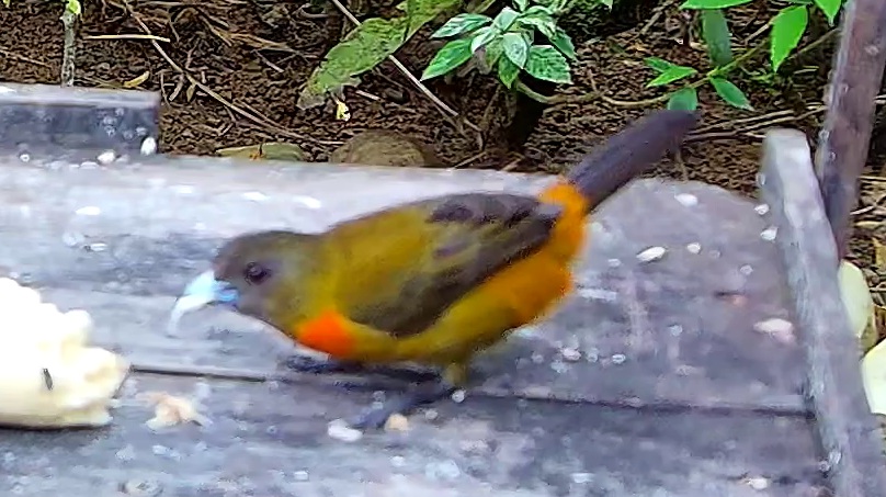 Flame-rumped Tanager