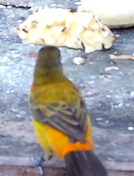 Passerini's Tanager