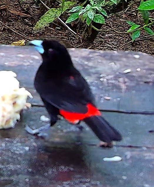 Flame-rumped Tanager