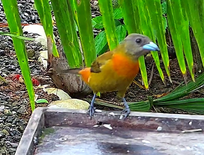 Crimson-backed Tanager