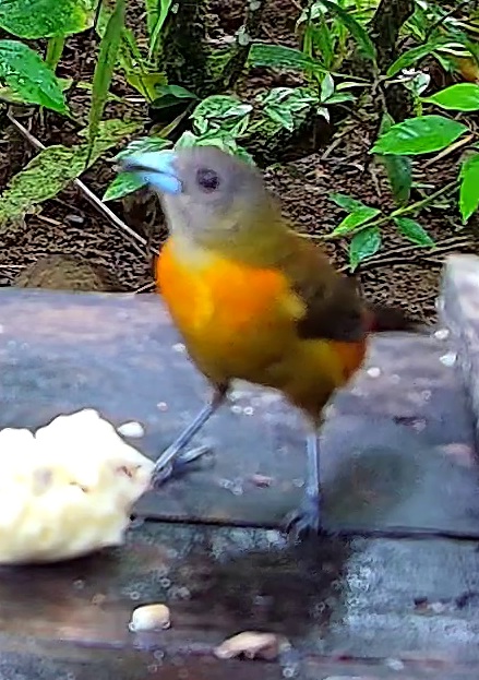 Crimson-backed Tanager
