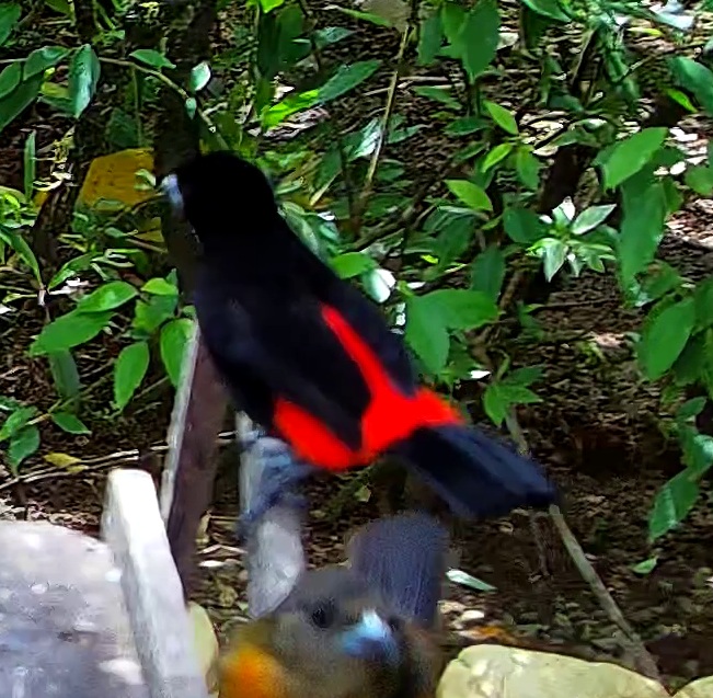 Crimson-backed Tanager
