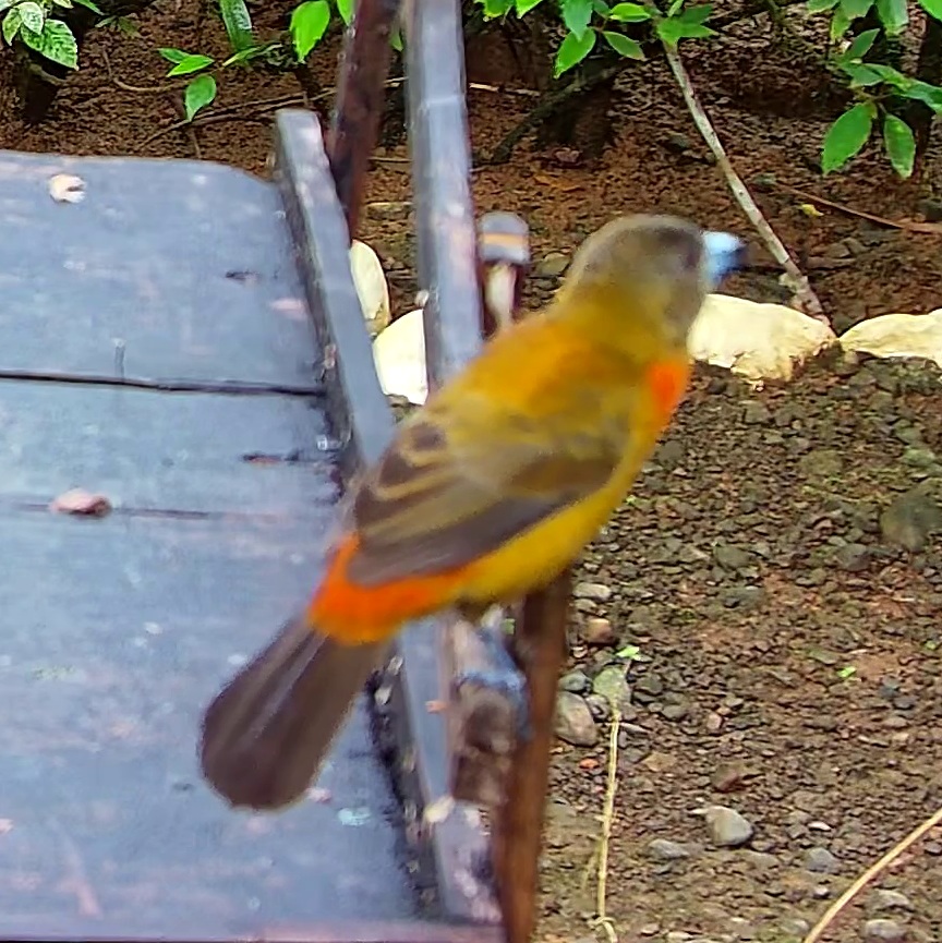 Flame-rumped Tanager