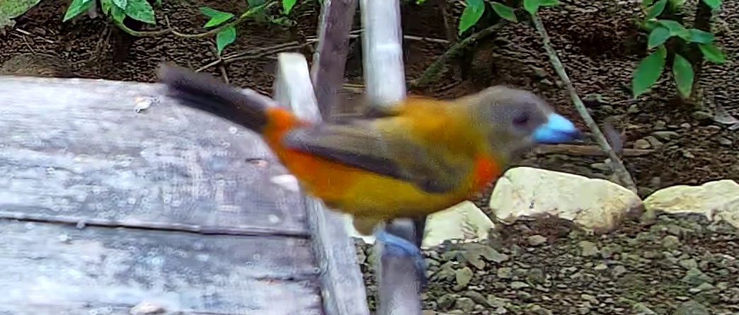 Flame-rumped Tanager
