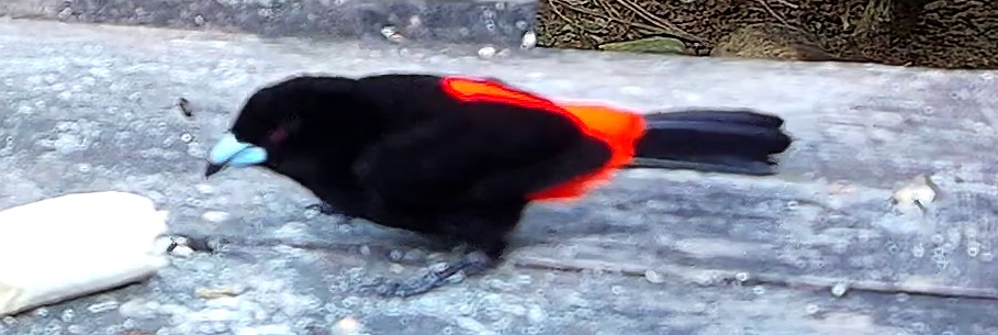 Scarlet-rumped Tanager