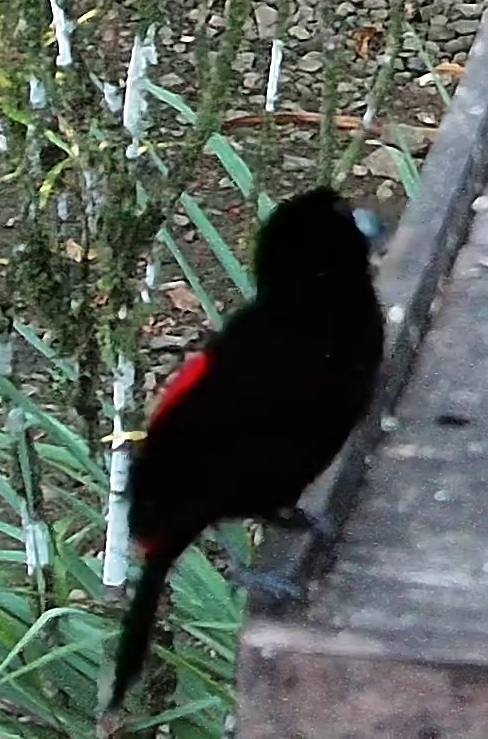 Scarlet-rumped Tanager