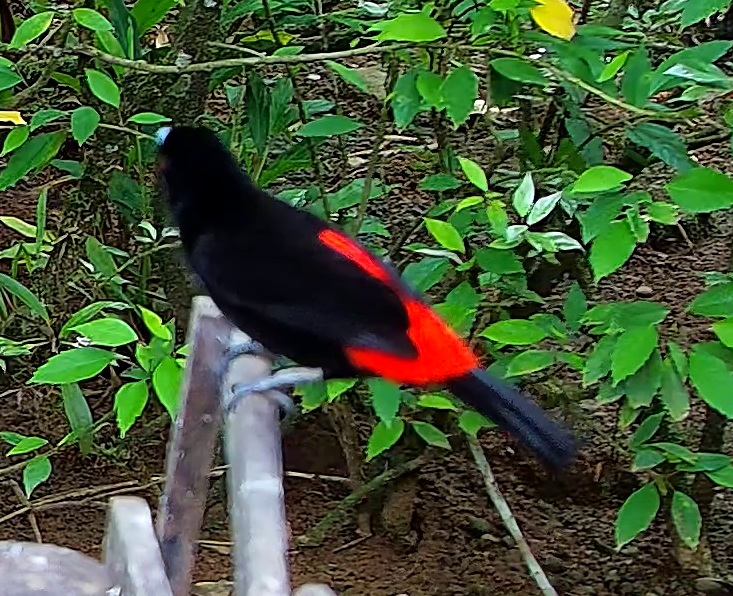 Scarlet-rumped Tanager