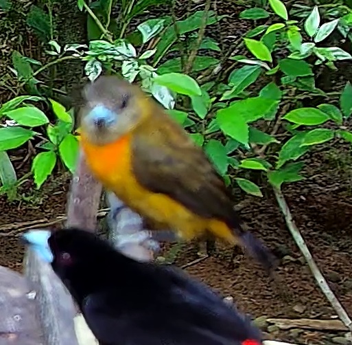 Scarlet-rumped Tanager