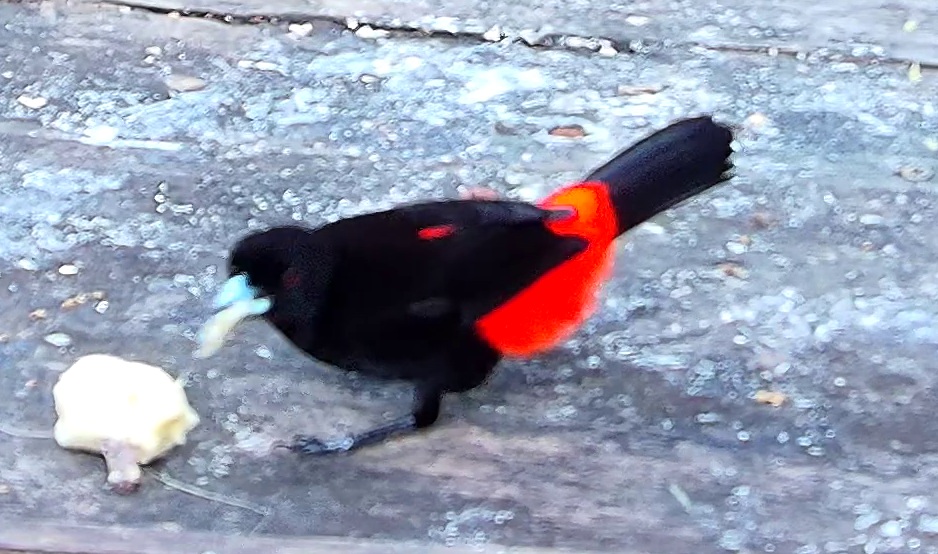 Flame-crested Tanager