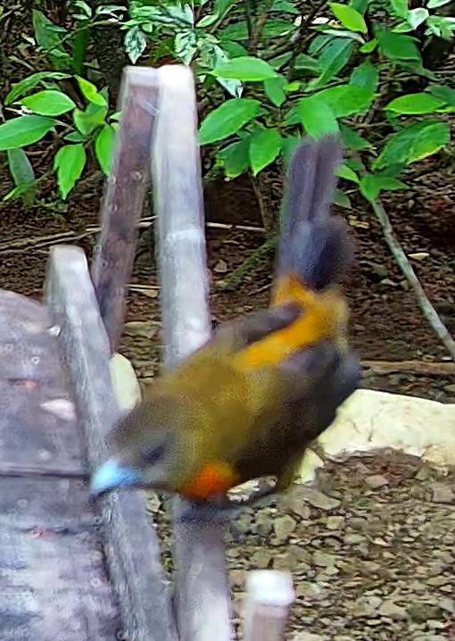 Flame-rumped Tanager