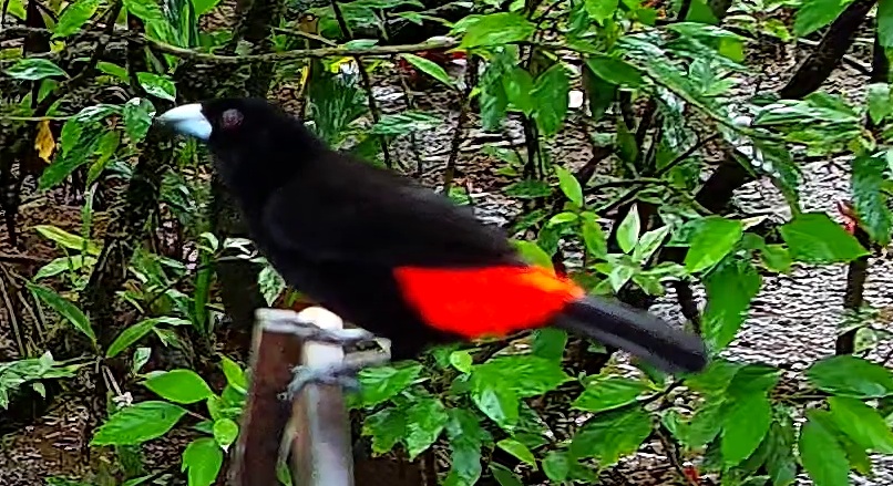Scarlet-rumped Tanager