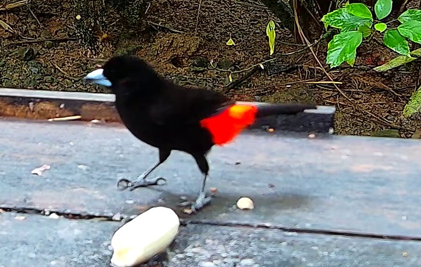 Scarlet-rumped Tanager