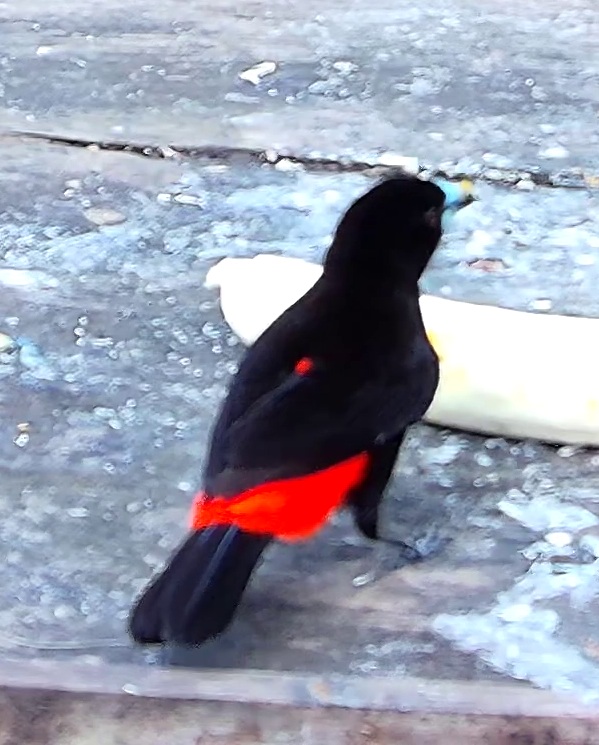 Flame-rumped Tanager