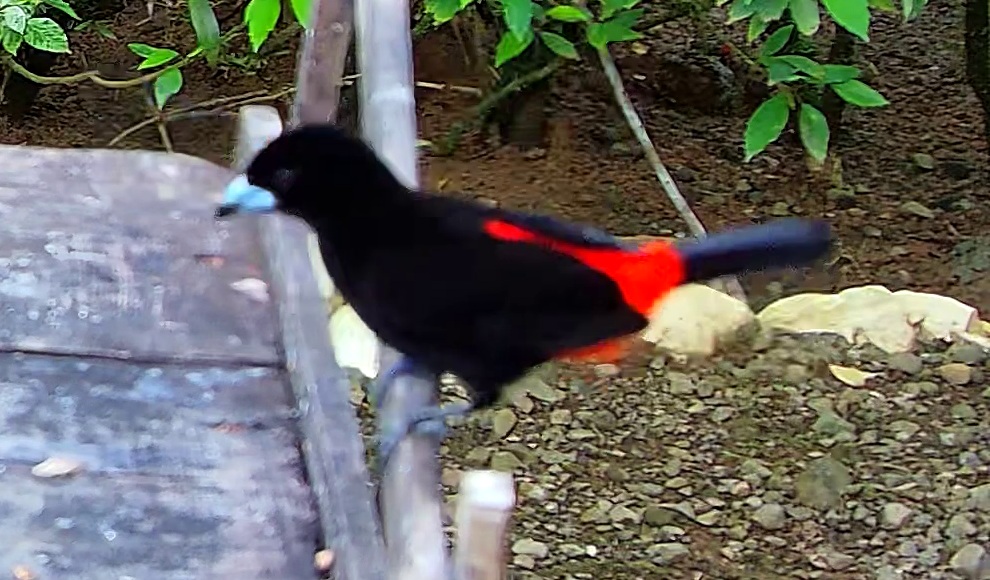 Scarlet-rumped Tanager