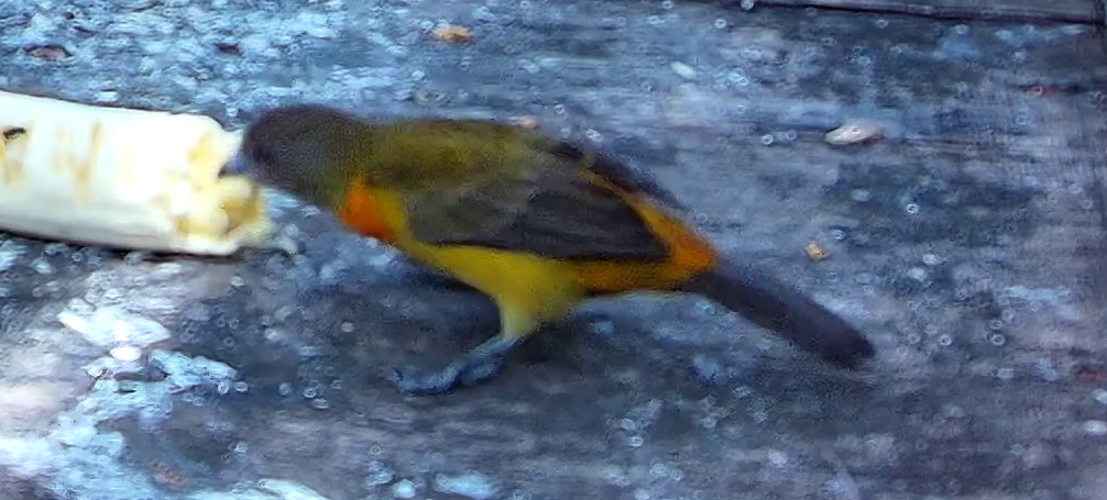 Flame-rumped Tanager