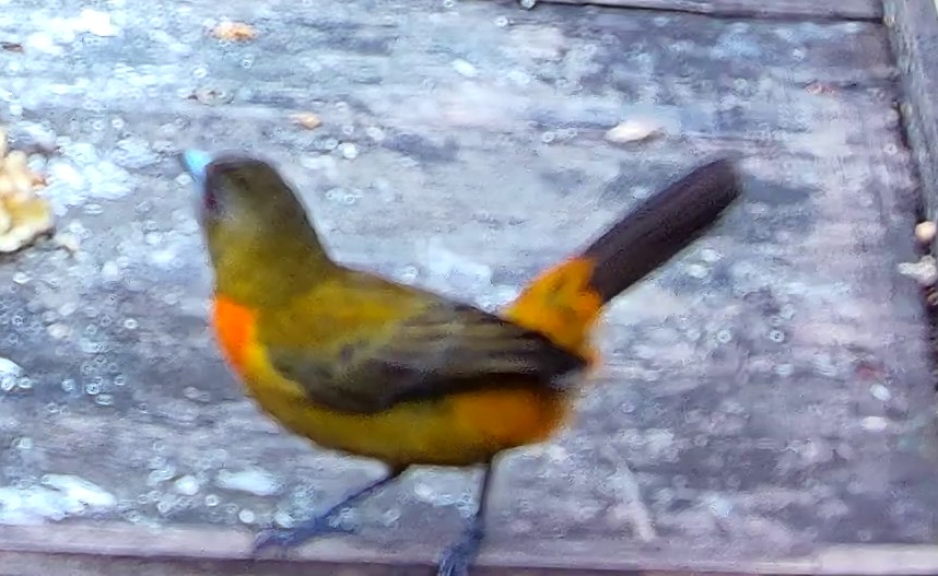 Flame-rumped Tanager