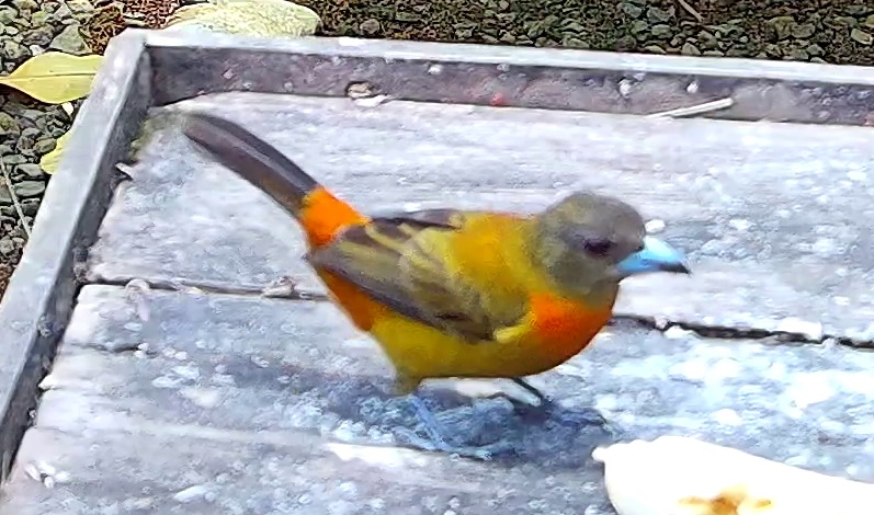 Flame-rumped Tanager