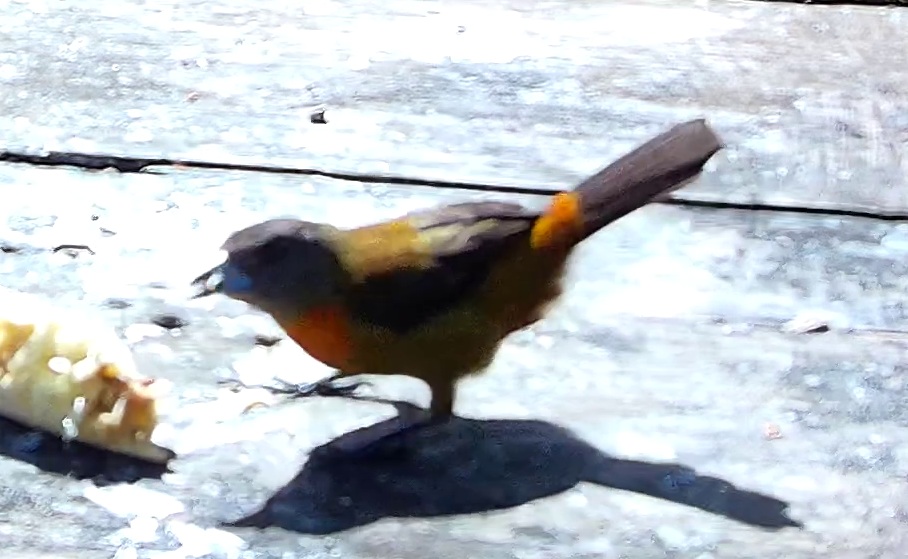Passerini's Tanager