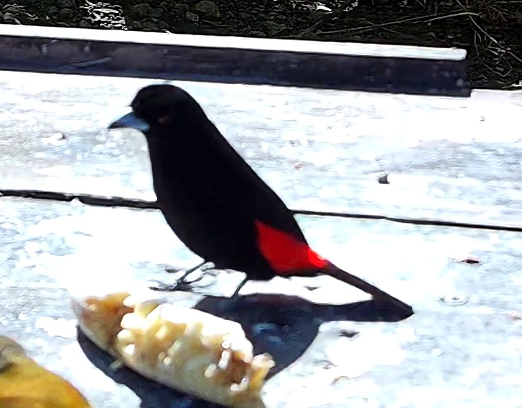 Scarlet-rumped Tanager