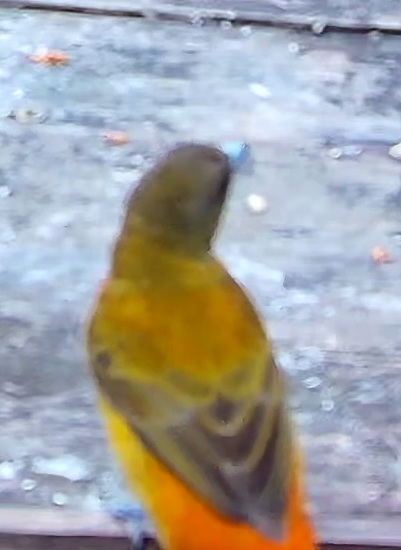 Flame-rumped Tanager