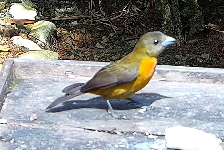 Flame-rumped Tanager