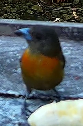 Passerini's Tanager