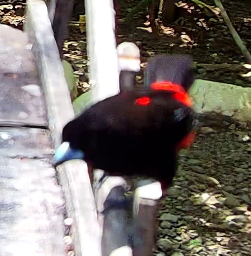 Crimson-collared Tanager