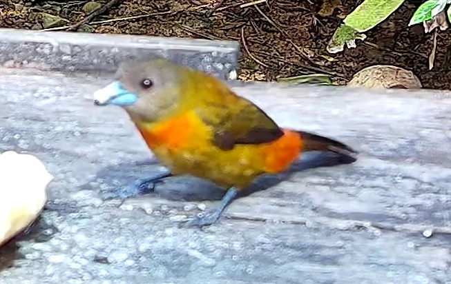 Flame-rumped Tanager