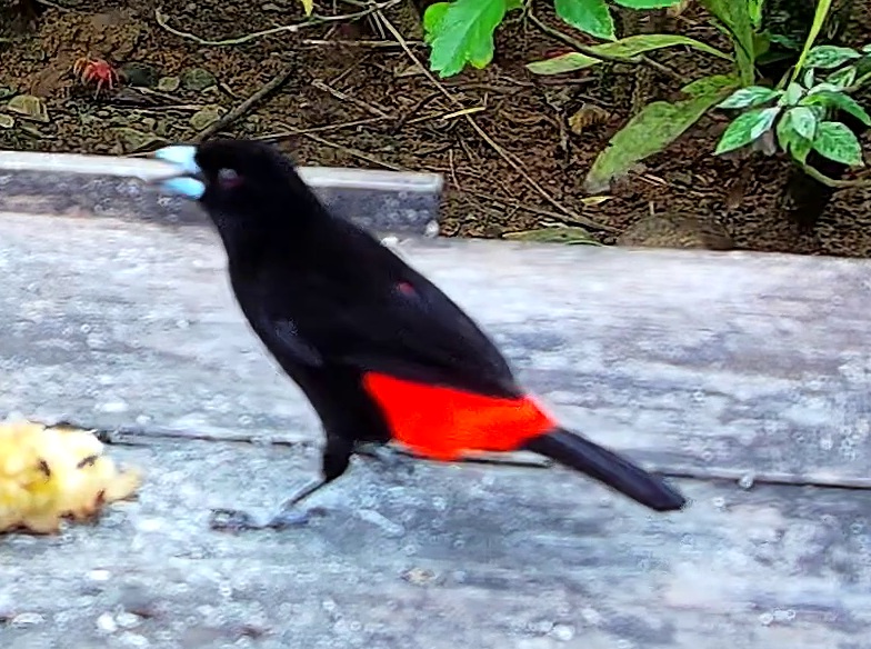 Scarlet-rumped Tanager