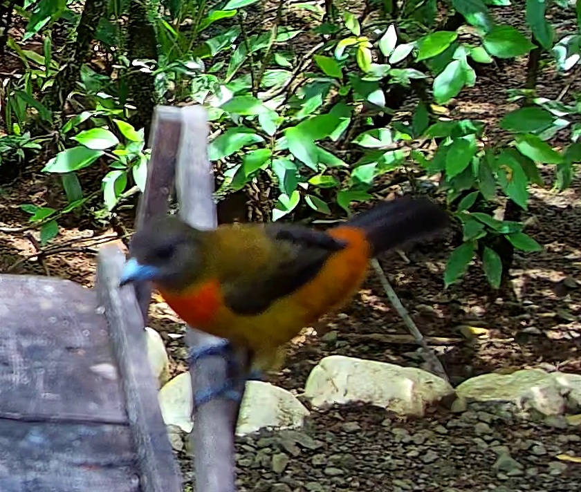 Scarlet-rumped Tanager
