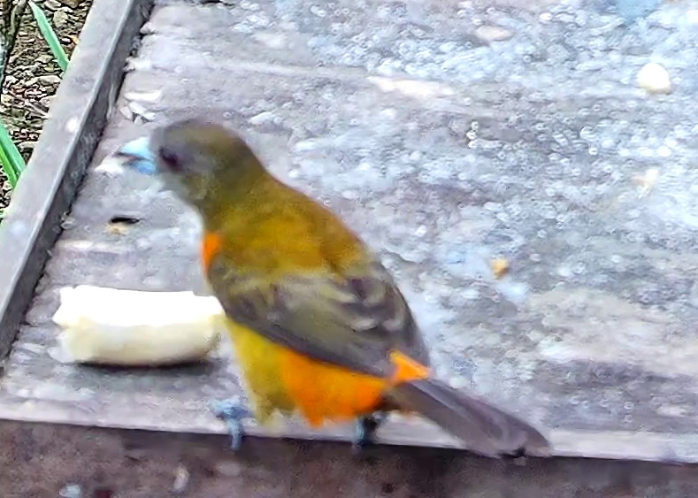 Flame-rumped Tanager
