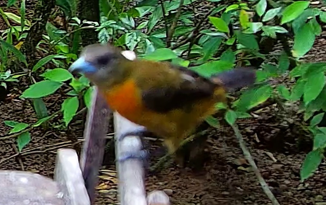 Flame-rumped Tanager