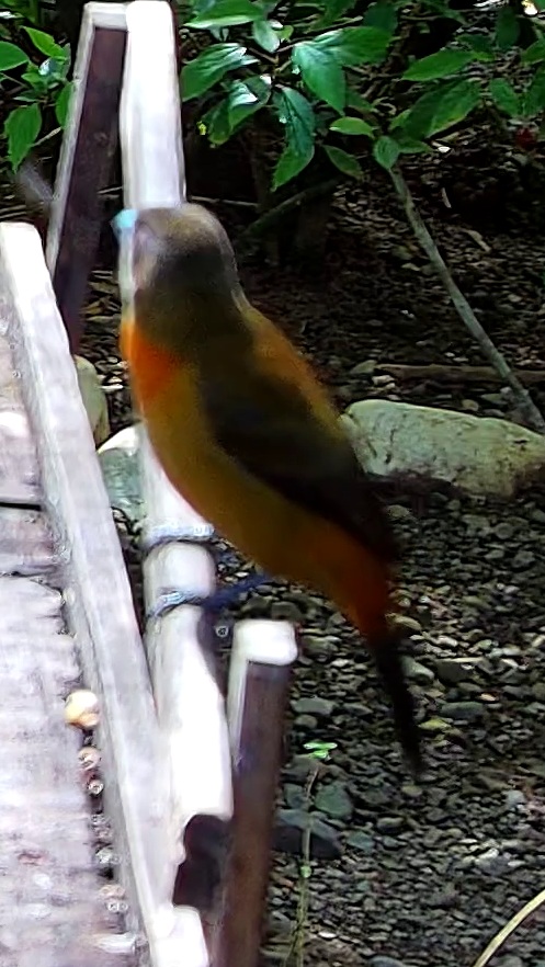 Flame-rumped Tanager