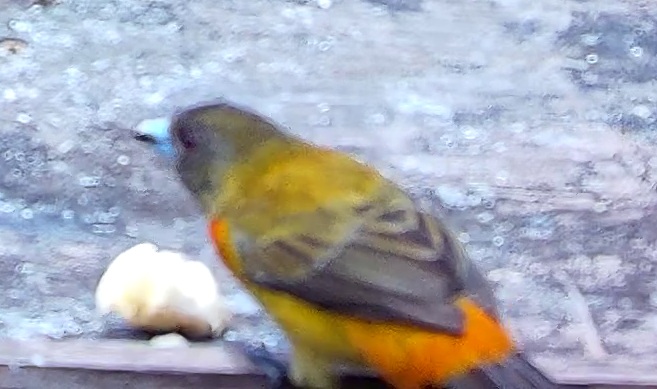 Flame-rumped Tanager