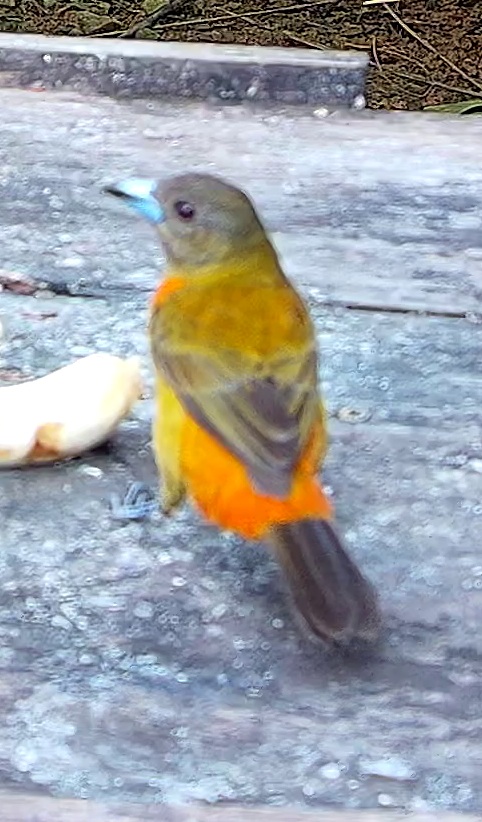 Flame-rumped Tanager