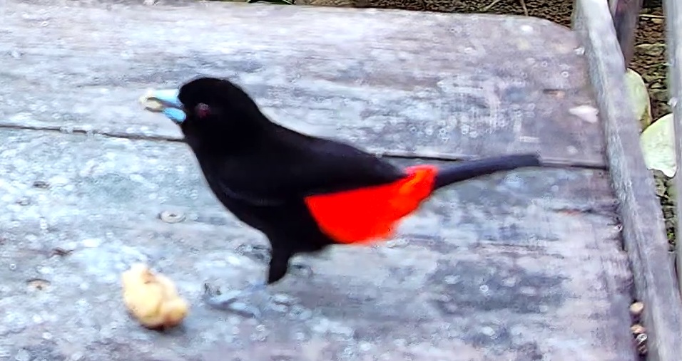 Scarlet-rumped Tanager