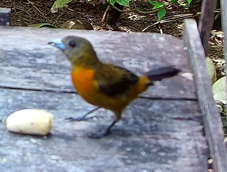 Flame-rumped Tanager