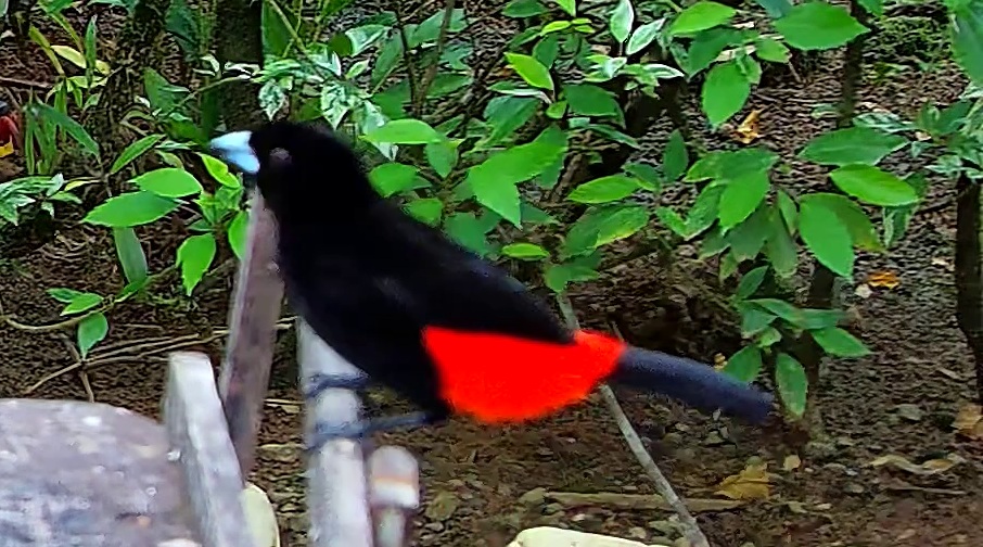 Scarlet-rumped Tanager