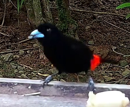 Scarlet-rumped Tanager