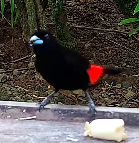 Scarlet-rumped Tanager