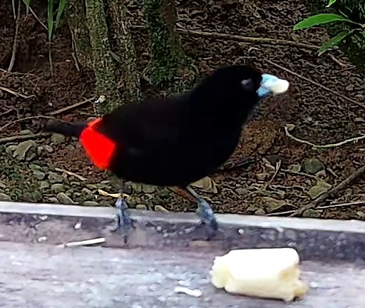 Scarlet-rumped Tanager