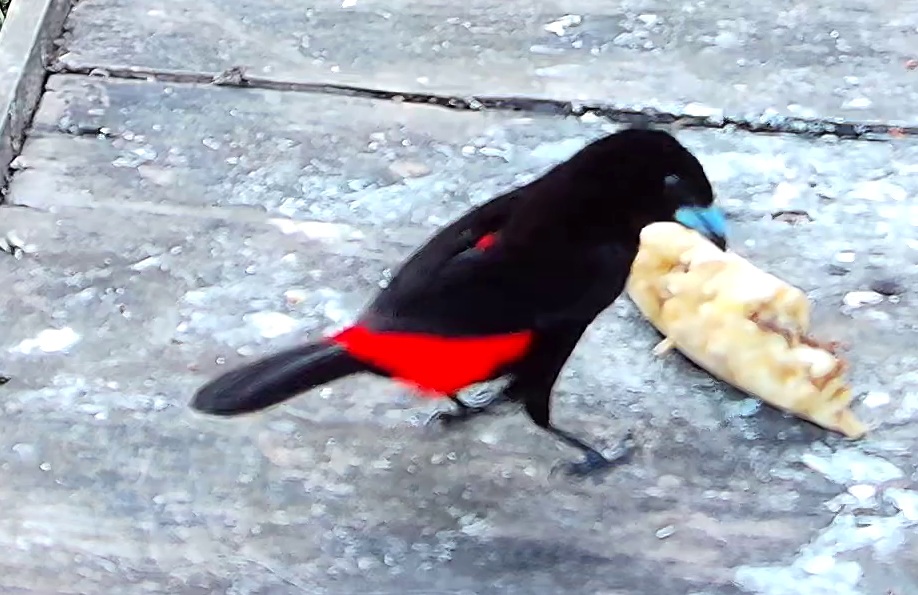 Cherrie's tanager