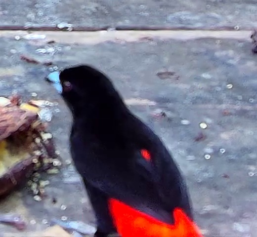 Crimson-backed Tanager
