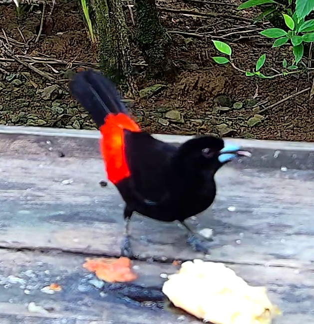 Scarlet-rumped Tanager