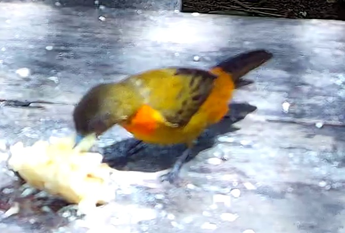 Flame-rumped Tanager