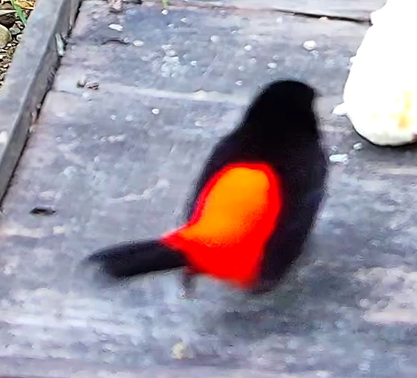 Flame-rumped Tanager